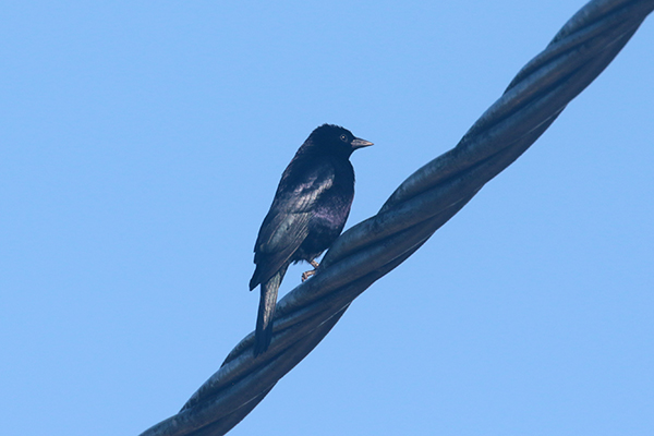 Shiny Cowbird